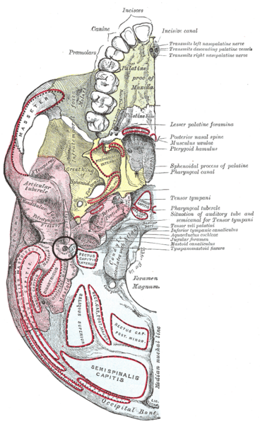 File:Stylomastoid foramen.png