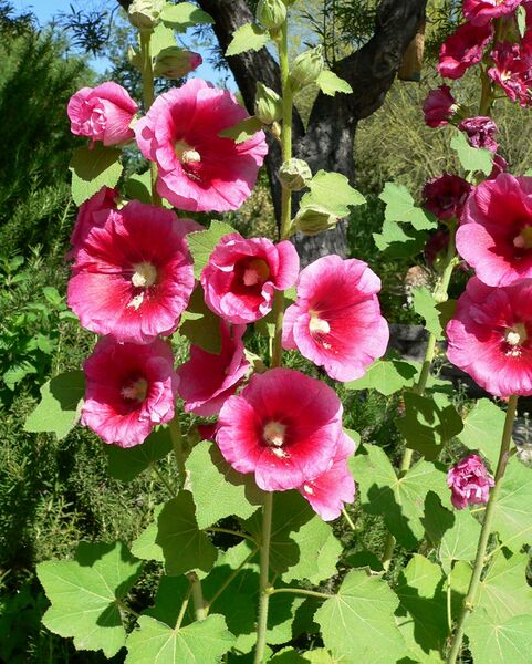 File:Alcea rosea lv 1.jpg