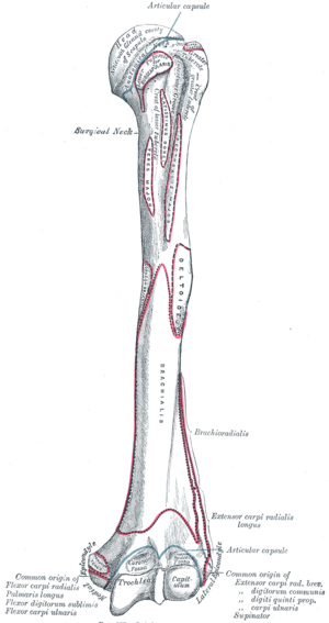 File:Gray207.png