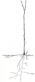 Thumbnail for version as of 17:28, 18 May 2026