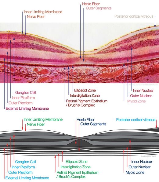 File:Macula Histology OCT.jpg