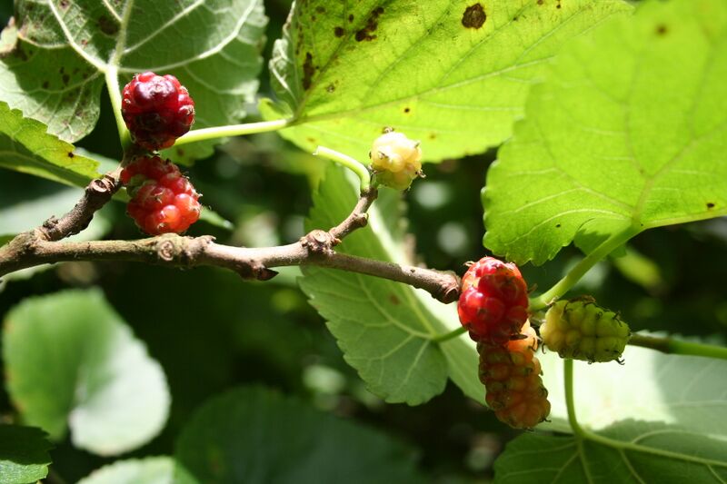 File:Morus alba FrJPG.jpg