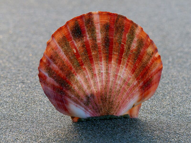 File:Scallop shell. (22635350606).jpg