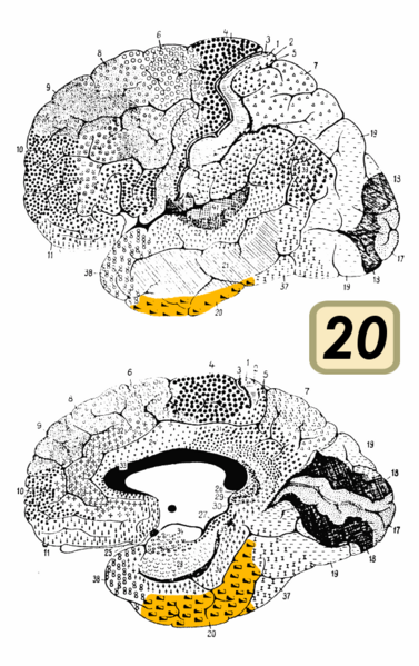 File:Brodmann Cytoarchitectonics 20.png