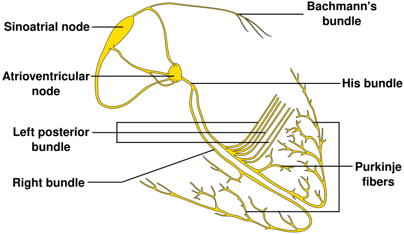 File:ConductionsystemoftheheartwithouttheHeart-en.svg