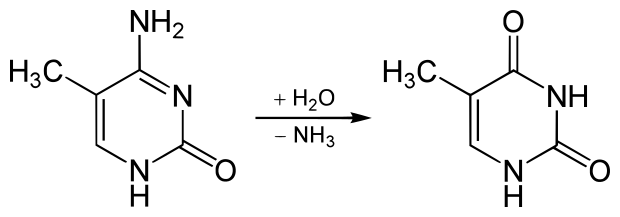File:Deamination 5-Methylcytosine to Thymine.svg