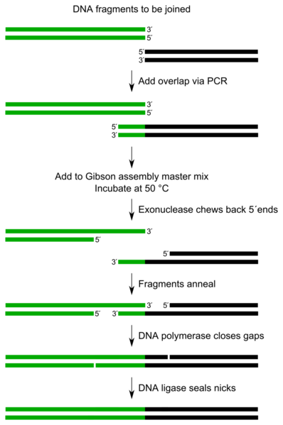 File:Gibson assembly overview.png