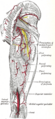 The lumbar plexus and its branches