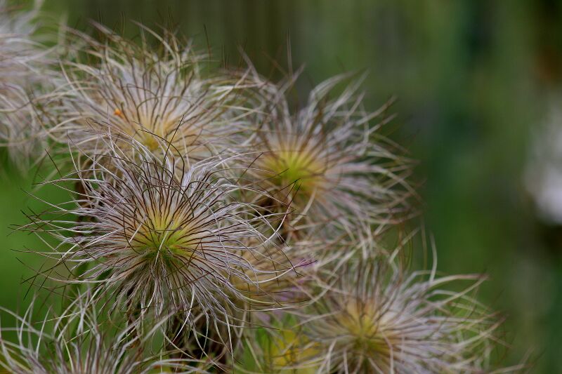 File:Pulsatilla vulgaris bokeh.jpg