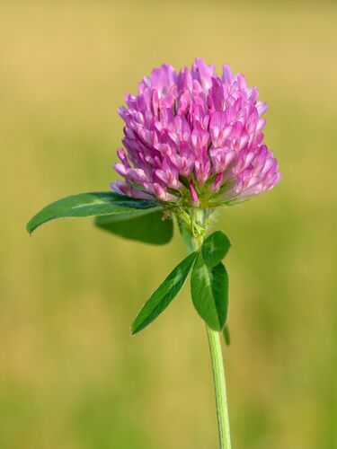 File:Trifolium pratense - Keila2.jpg