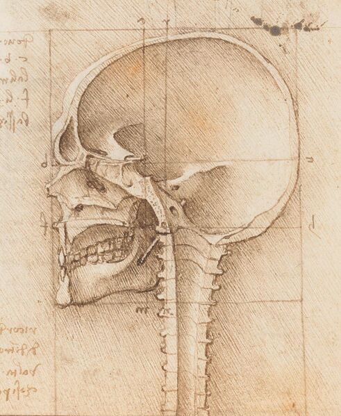 File:View of a Skull III.jpg