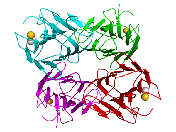 File:3CNA Concanavalin A.png
