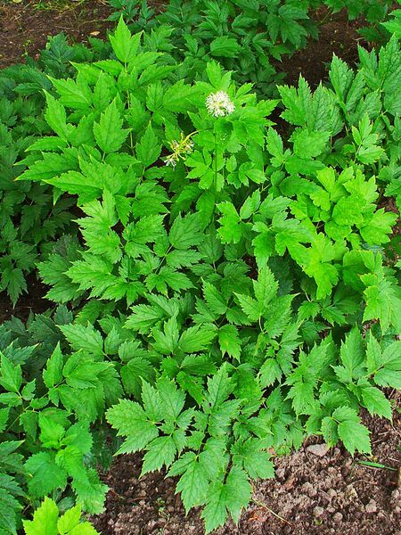 File:Actaea spicata 001.JPG