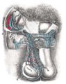 Thumbnail for version as of 17:27, 18 May 2026