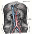 The relations of the viscera and large vessels of the abdomen