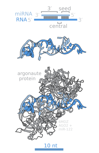 File:MicroRNAs and Argonaute RNA binding.svg