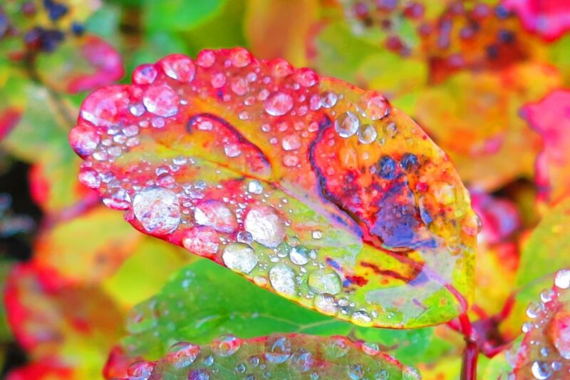 File:Autumn ball.JPG