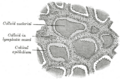 Thumbnail for version as of 17:28, 18 May 2026