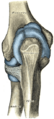 Bones of the right arm. Posterior aspect.
