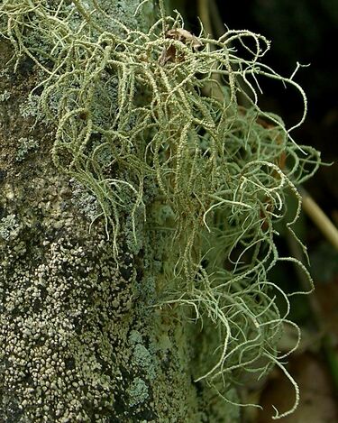 File:Rock Beard Lichen (1048486039).jpg