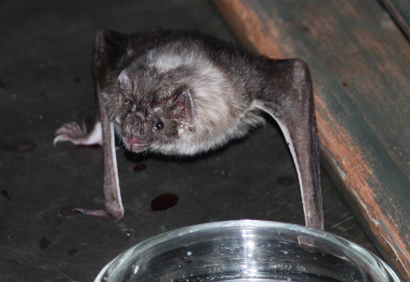 File:Vampire Bat 12.jpg
