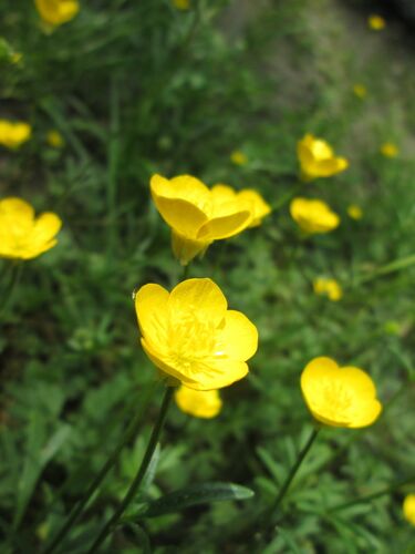 File:20180428Ranunculus bulbosus2.jpg