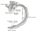 Sympathetic ganglia