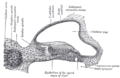 Spiral ligament