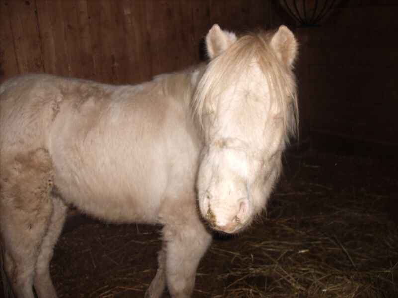 File:Shetland pony with strangles.jpg