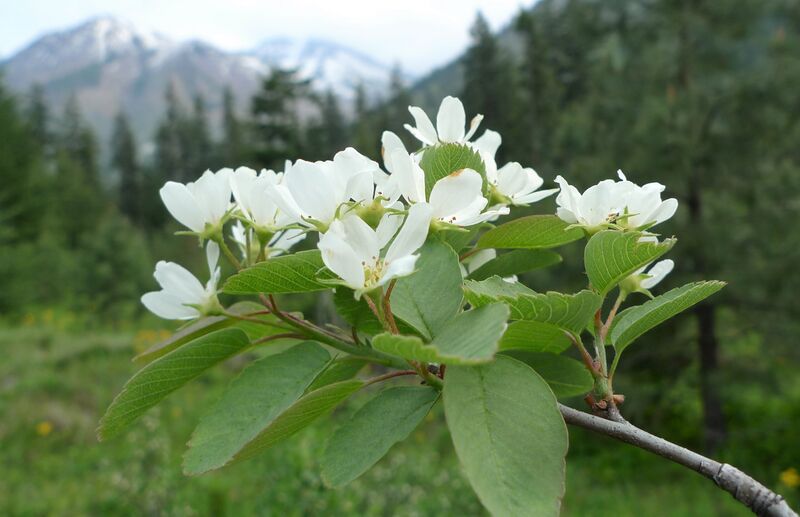 File:Amelanchier alnifolia var. semiintegrifolia 4.jpg