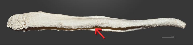 File:Armand de Montlezun Baculum Pyrénées.jpg