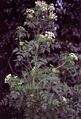 Conium plant