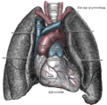 Aortic arch and surrounding structures