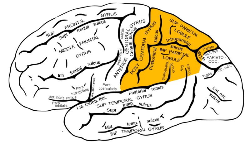 File:Gray726 parietal lobe.png