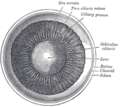 Choroid