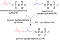Synthesis of geranyl pyrophosphate