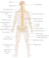 Nervous system diagram