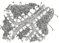 Gray's Anatomy illustration of lymph node