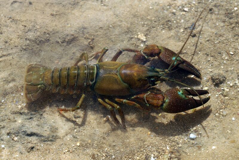 File:Pacifastacus leniusculus 01 by-dpc.jpg