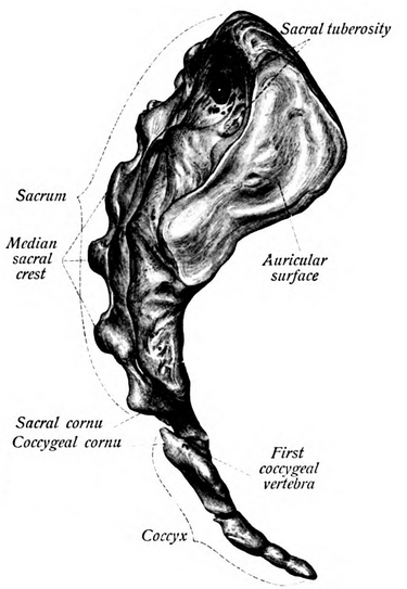 File:Sobo 1909 18.png