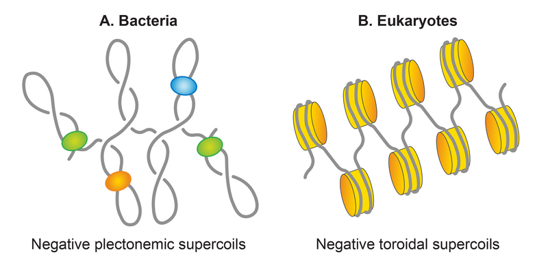 File:Subhash nucleoid 05.png