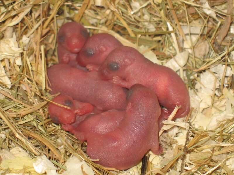 File:2-day-old Mongolian gerbils.jpg