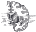 Thumbnail for version as of 17:27, 18 May 2026