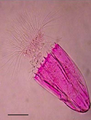 Thumbnail for version as of 03:22, 5 June 2026
