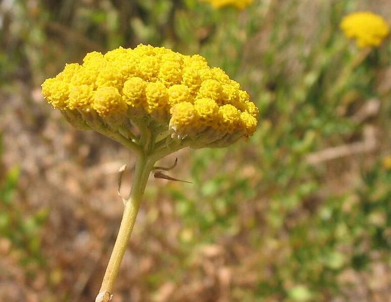 File:Achillea ageratum corimbo.jpg