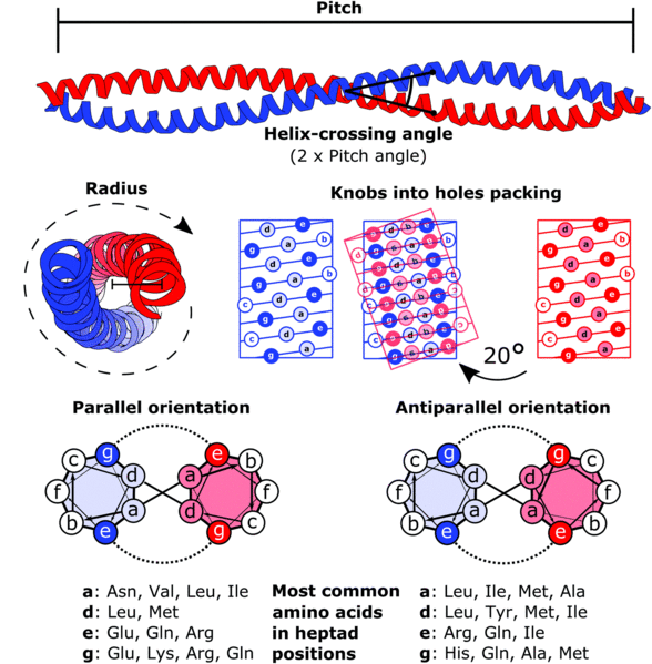 File:Coiled coil structure.gif