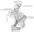 Palatine bone