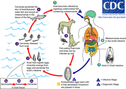 Heterophyes Life Cycle