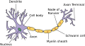 Node of Ranvier