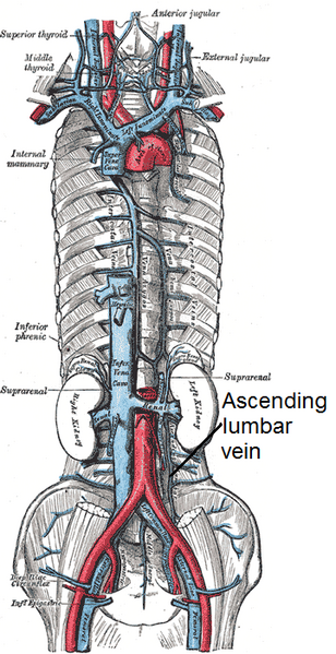 File:Ascending lumbar vein.png